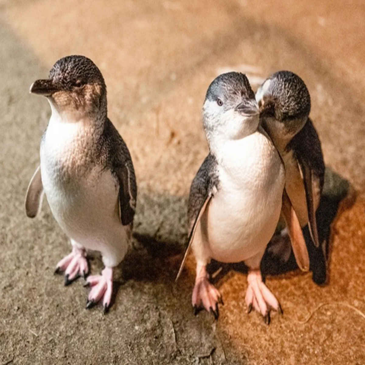 Phillip Island Penguin Tours.webp