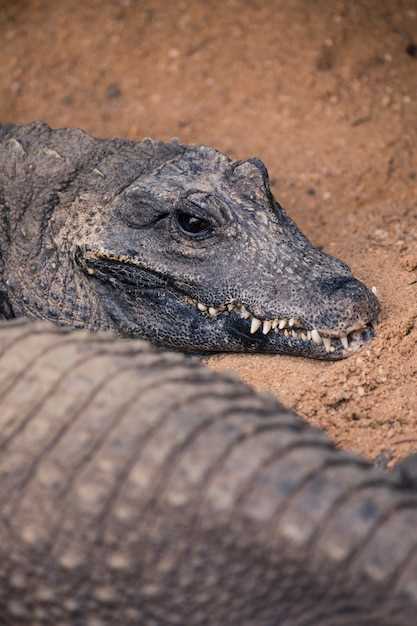 Understanding Crocodile Behavior