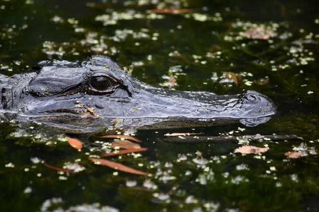 Are Crocodiles a Real Threat Here?