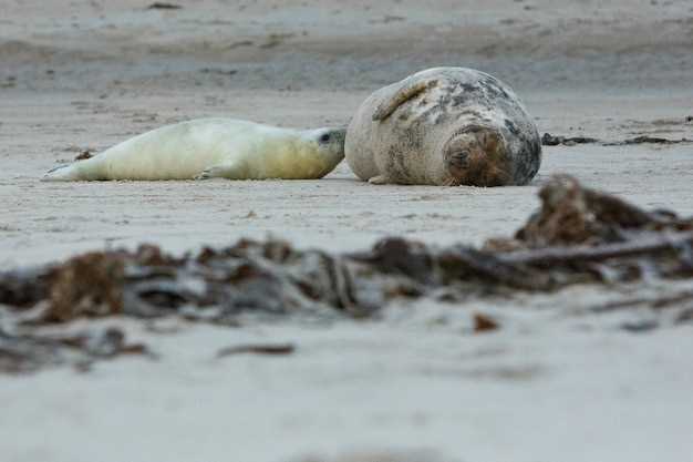 Seasonal Changes in Seal Behavior