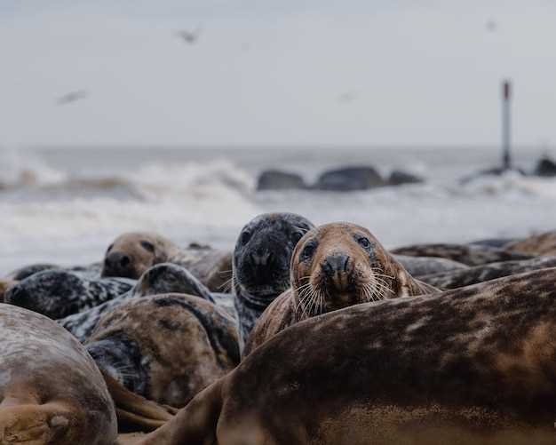 What time of day are you most likely to see seals?