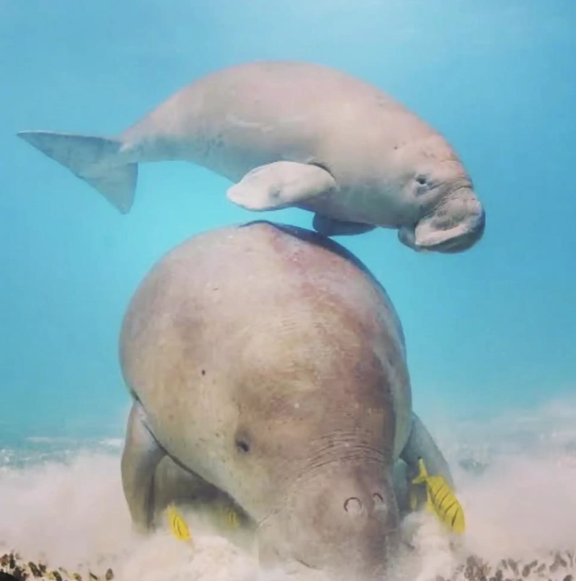 Wildlife at Shark Bay