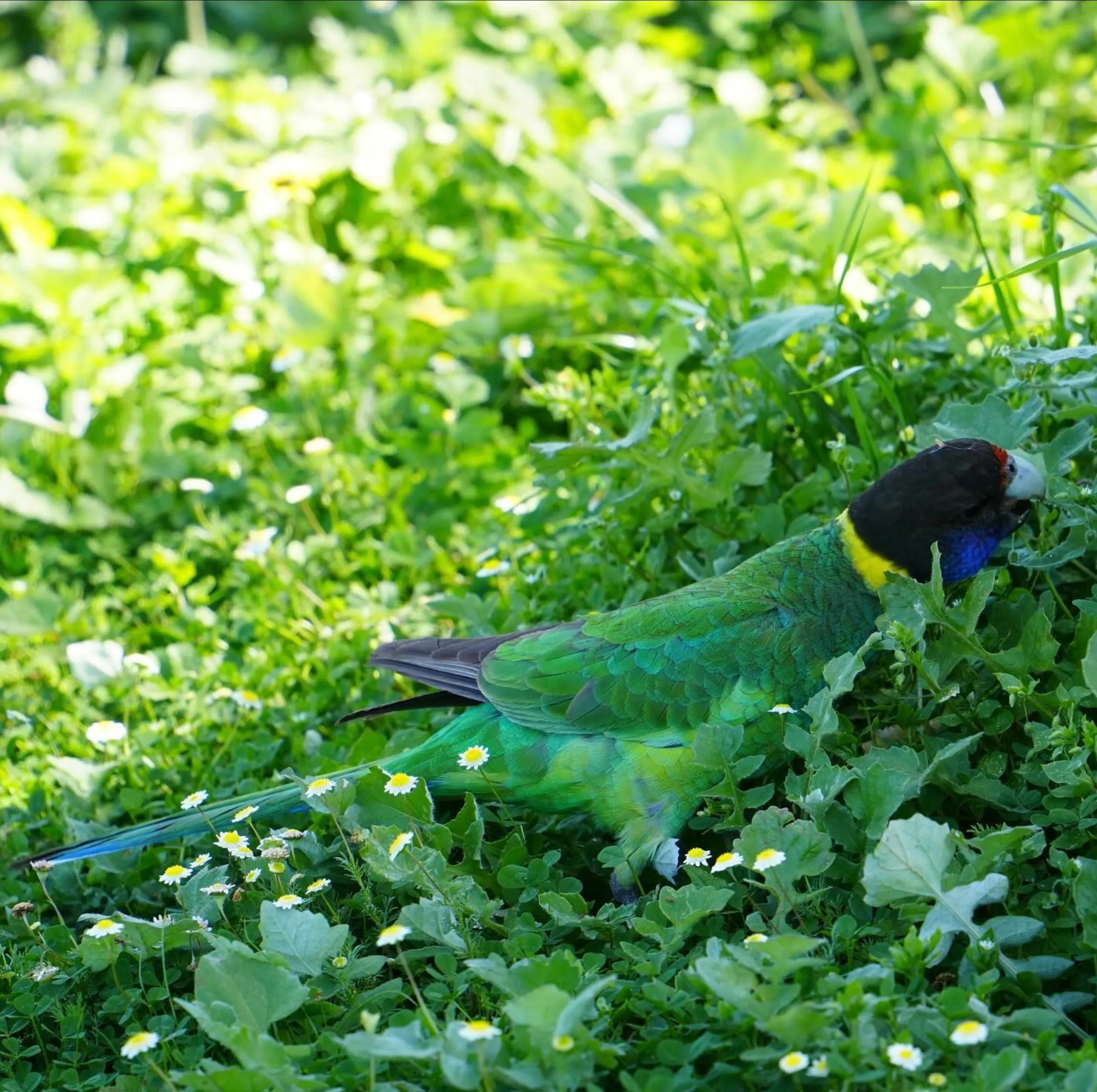 Beautiful bird, Uluru