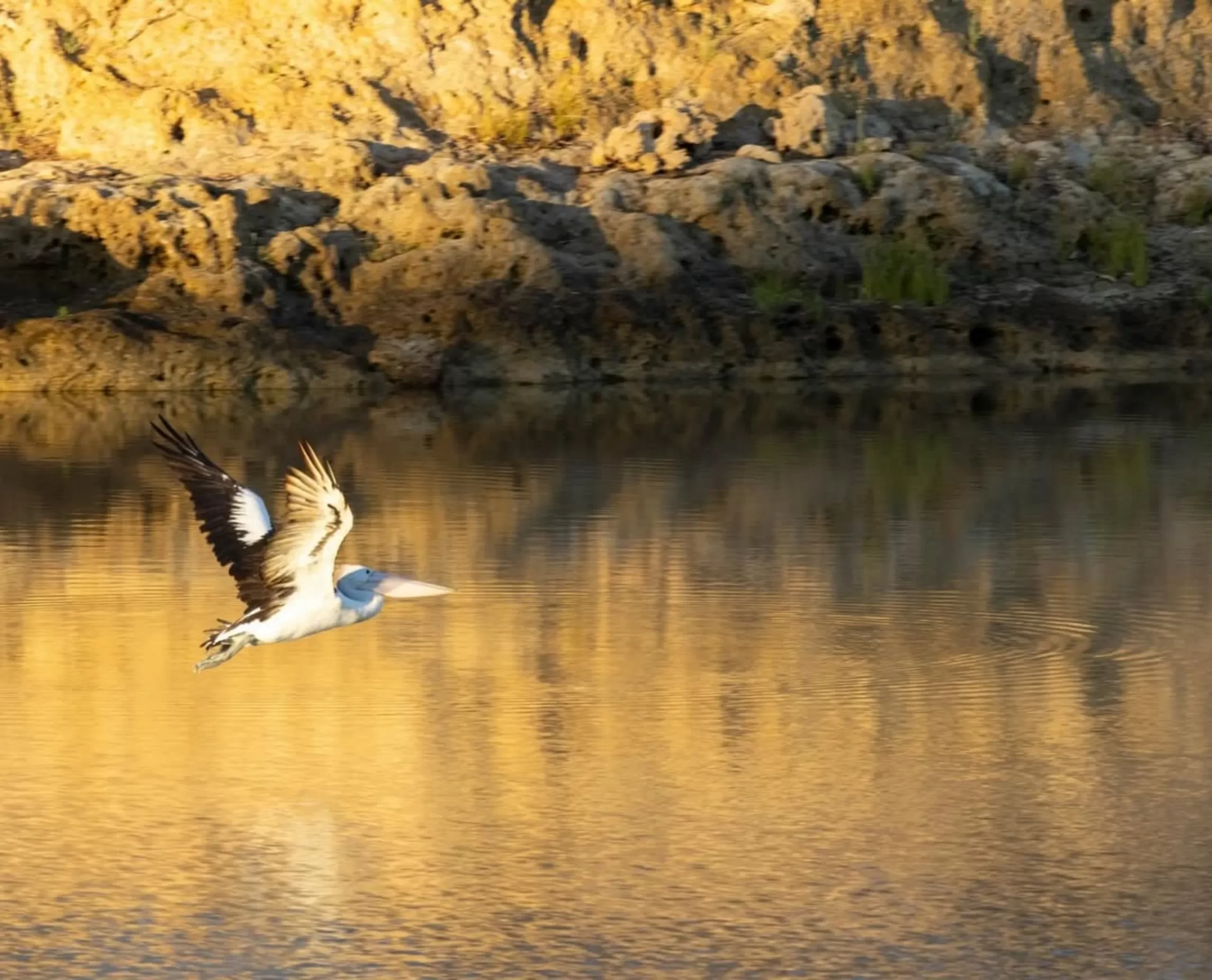 elusive birds, Uluru