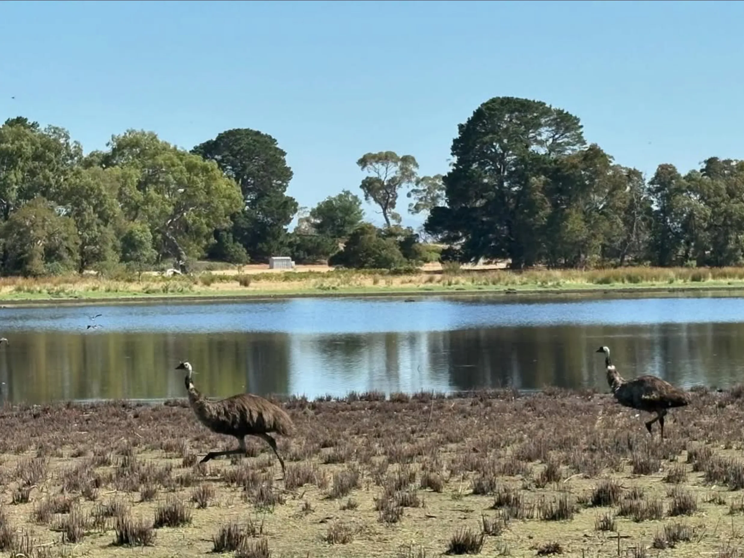 identify birds, Uluru