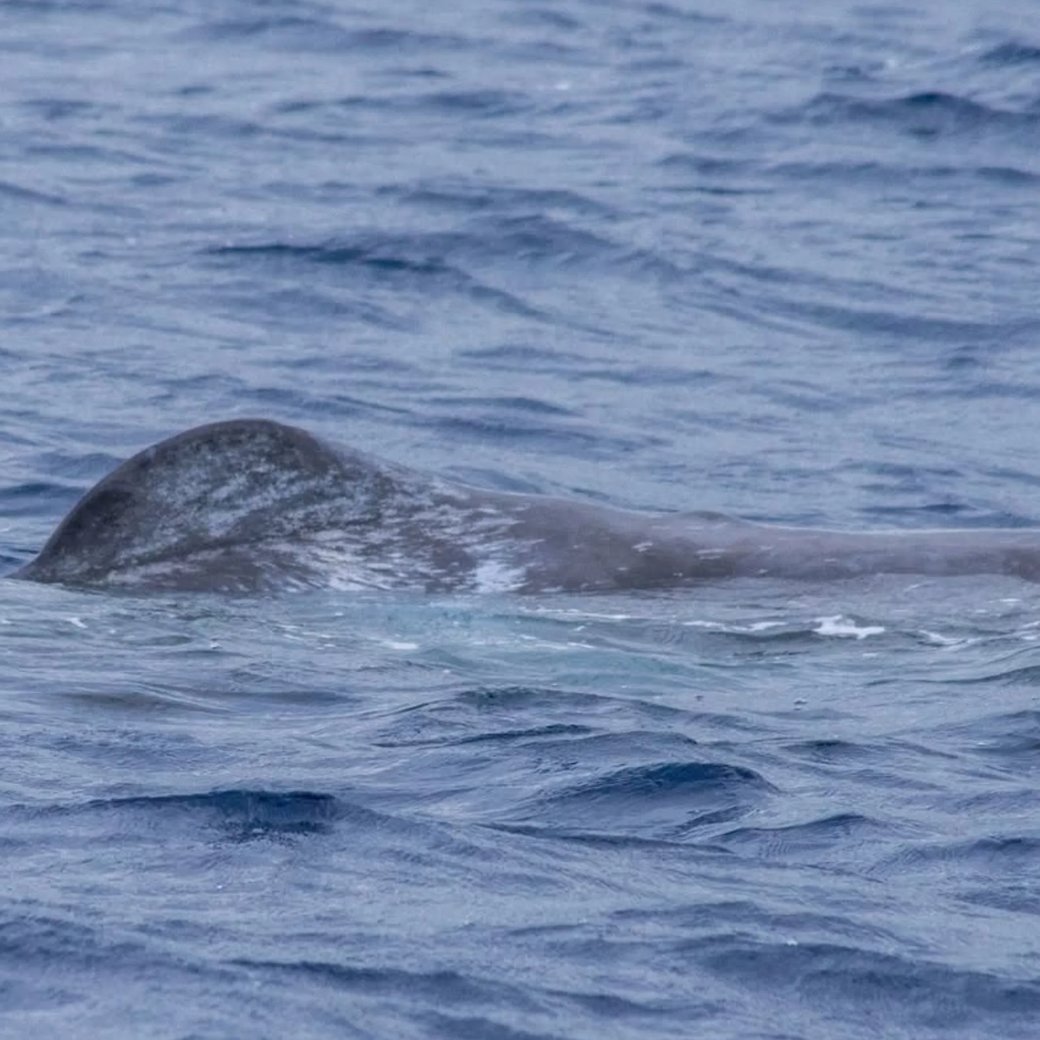 whale swimming near reef water surface