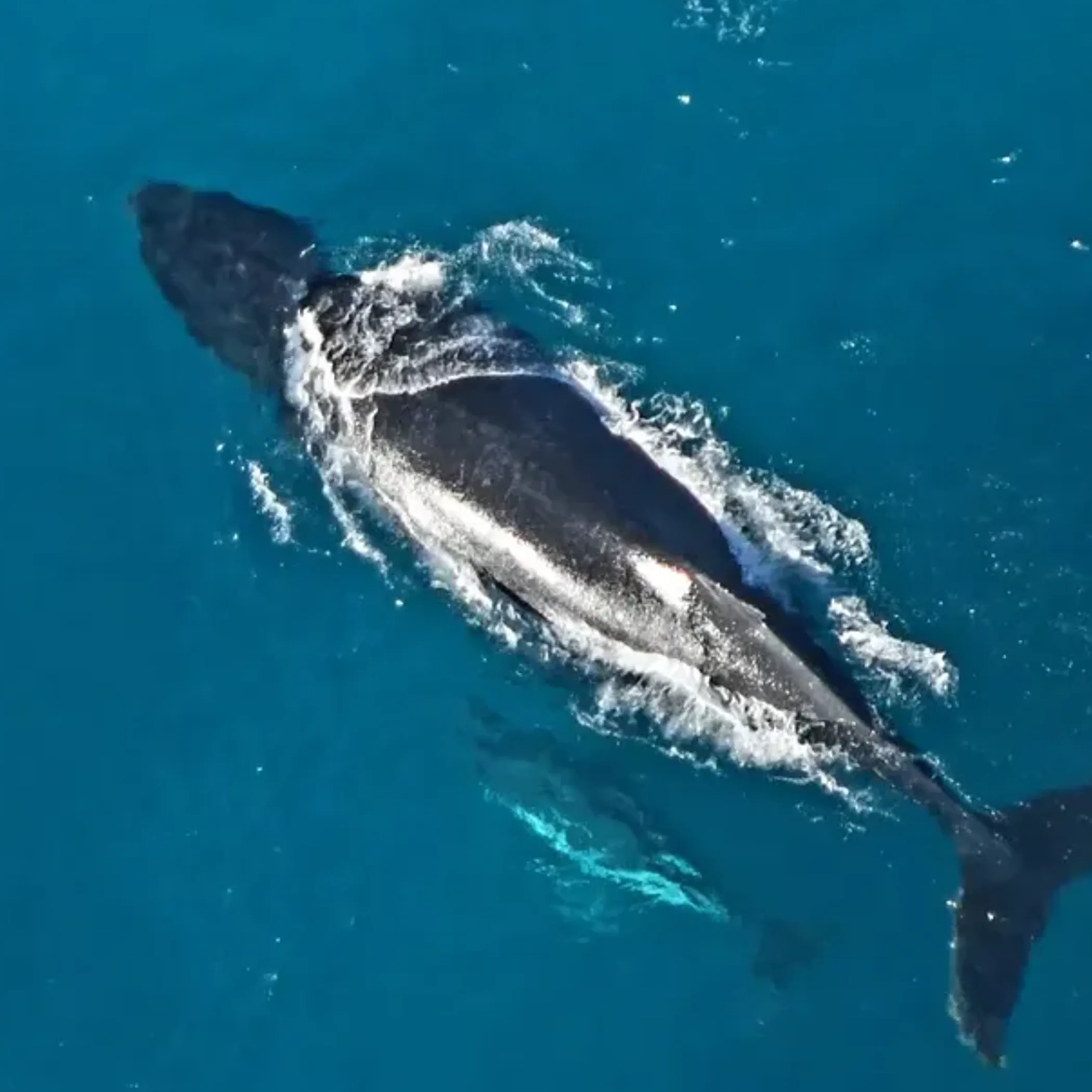 whales swimming near coral reefs