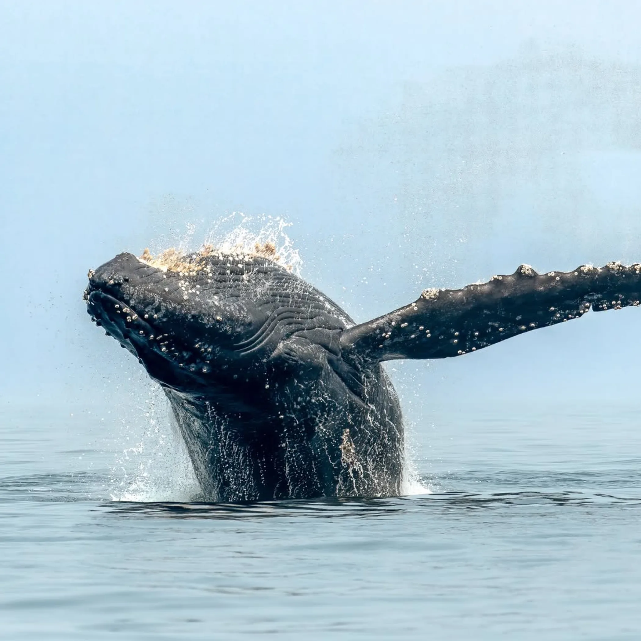 whale swimming near coral reef