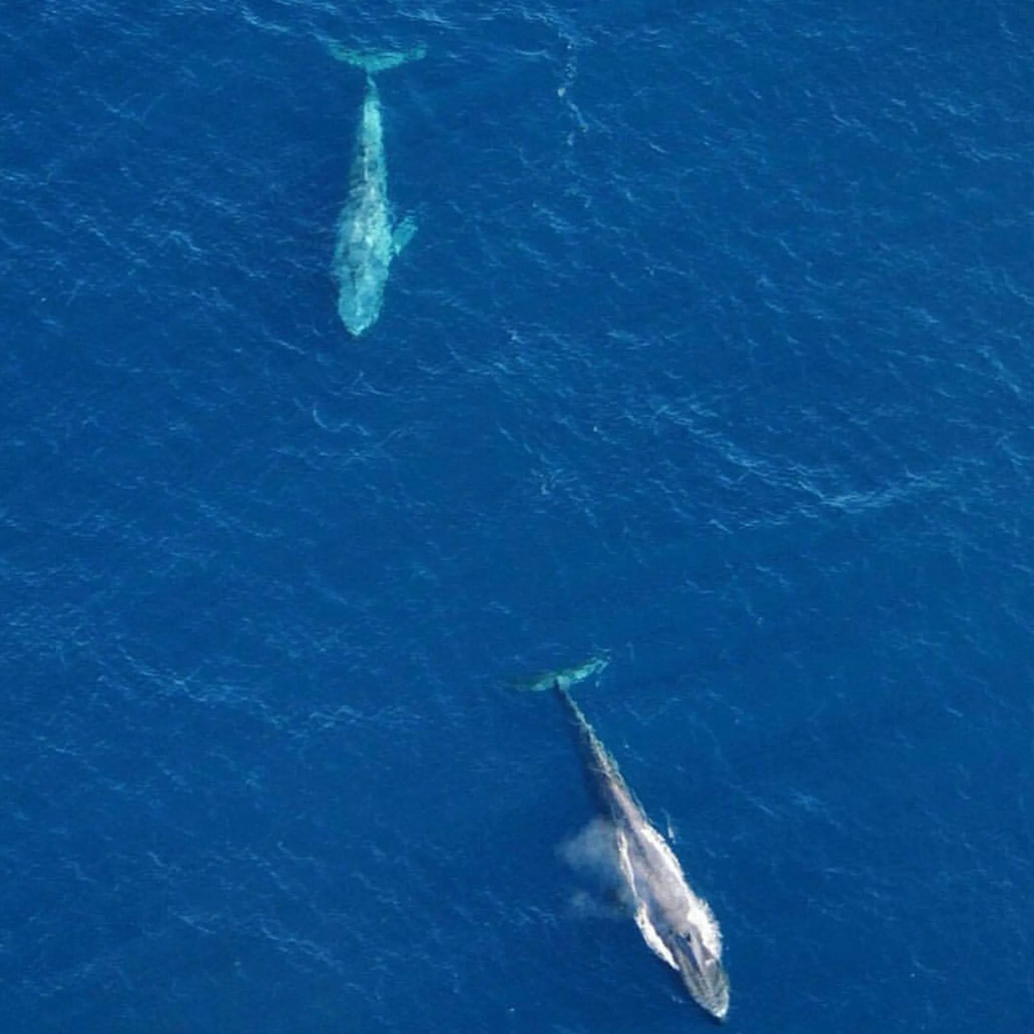 whales swimming near ocean reefs