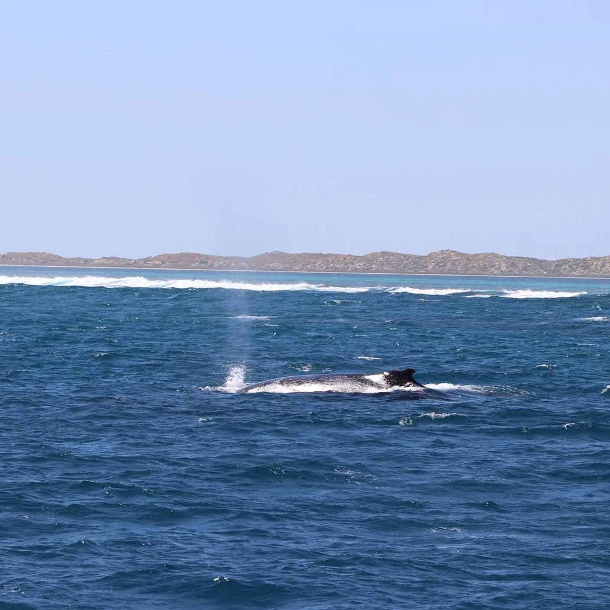 whale swimming near coral reef