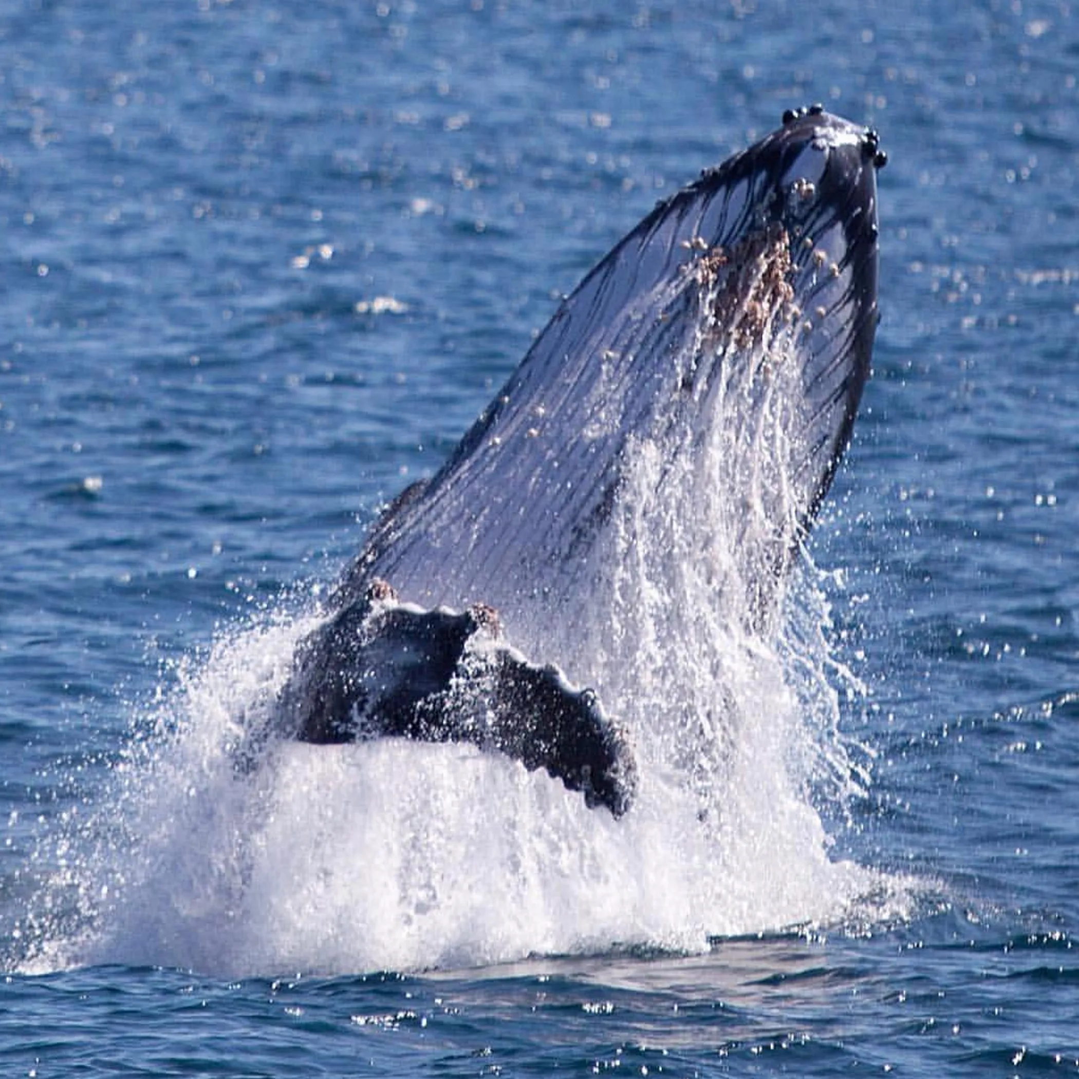 whale breaching near ocean reef