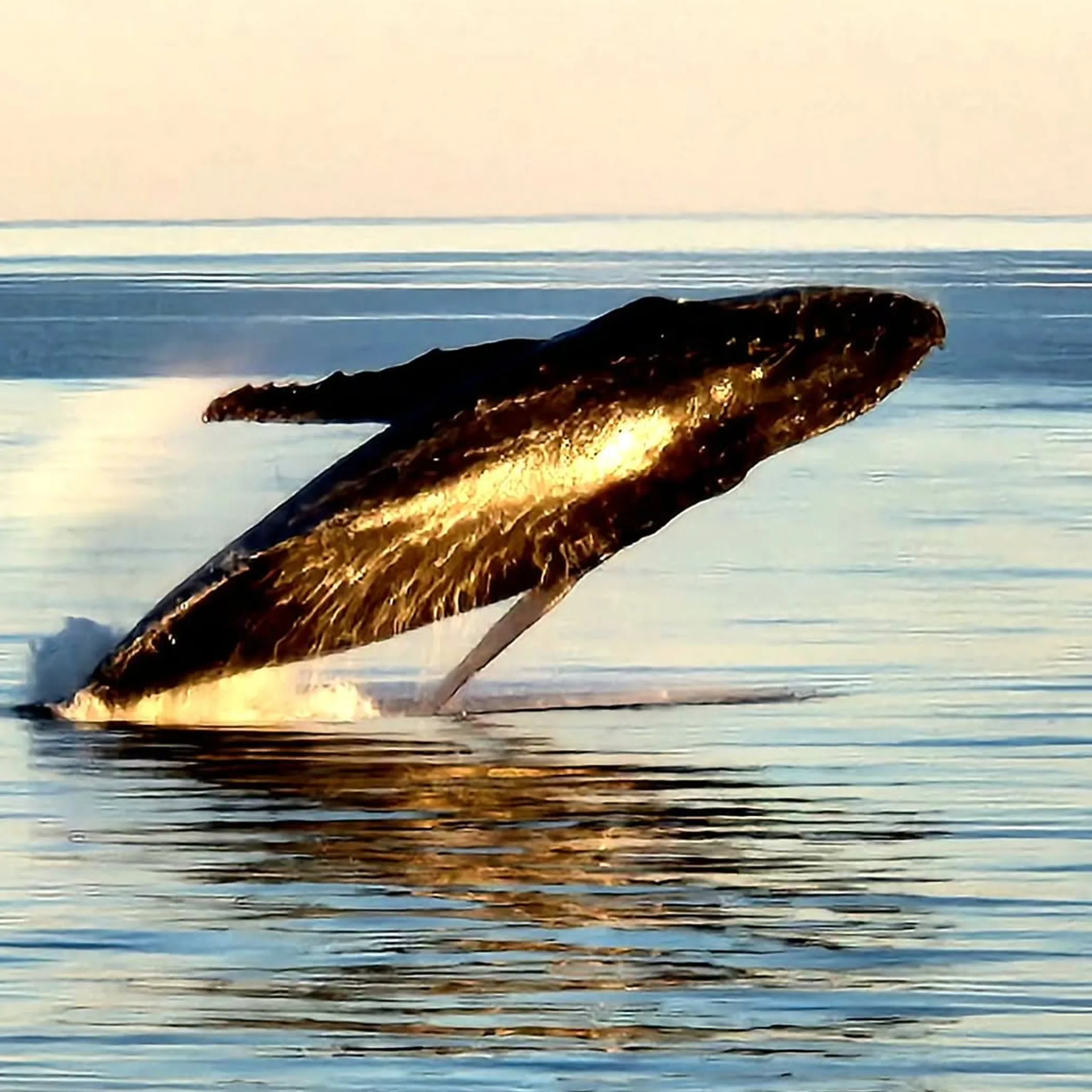 whale breaching near reef waters